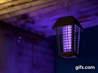 Cena do filme Vida de Inseto.